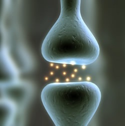[synapse[4].jpg]