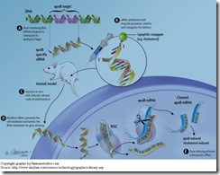 Targeting apoB with RNAi - Copyright graphic by fairmanstudios.com