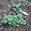 Greek Oregano
