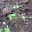 Parsley