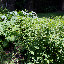 heidi33's Vegetable garden