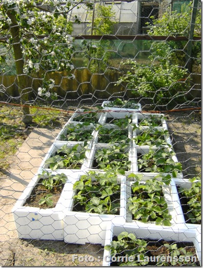 aardbei-bak-piepschuim3 aardbei-bak-piepschuim3