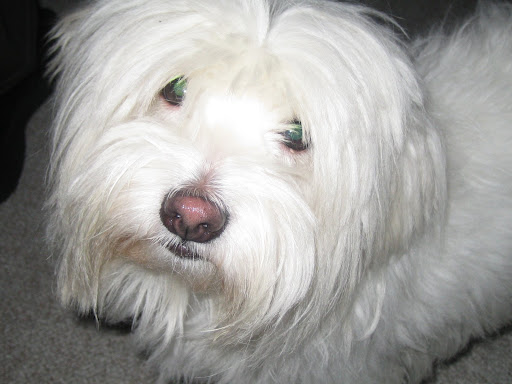 hund