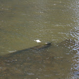 Maybe the dead fish sighting re-enforced how important it is to maintain the river estuaries...