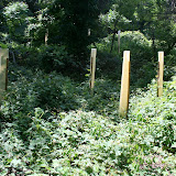 So were the trees that were planted! The Green Teams set out to free the trees.