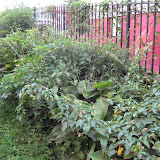 The flowering plants that grow along this gate are not even visible under the invasive vines. The vines not only cover the good plants up, but they also steal all of their water and sunlight, eventually starving the plants of their necessities.