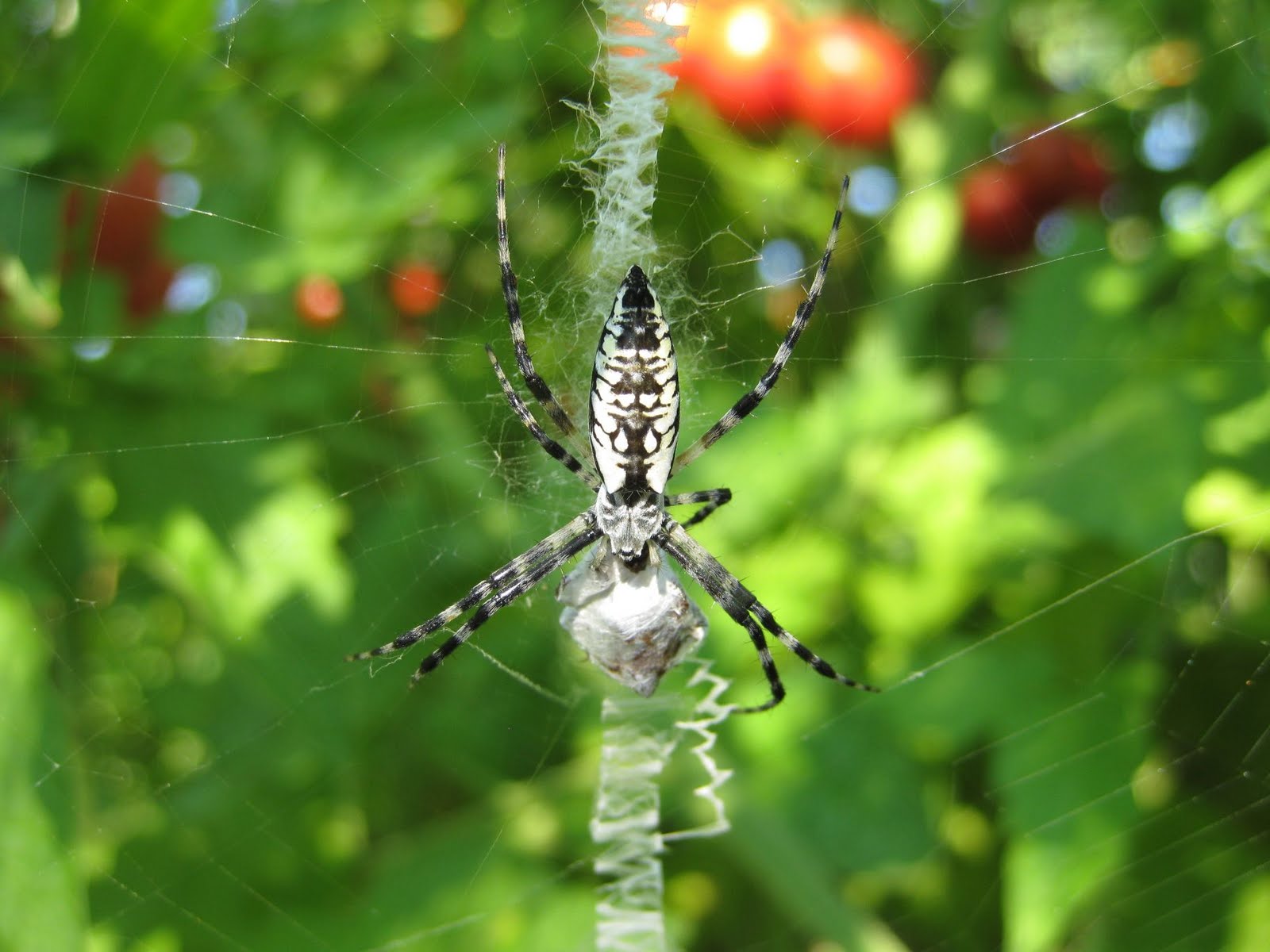 Garden Safari Tomato Sentry