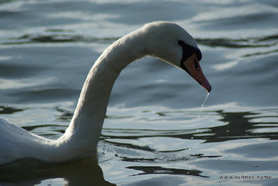 DSC01510.JPG