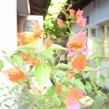 প্রকৃতির অলংকার