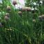 Chives