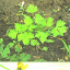 parsley