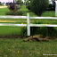 TropicanaRoses's Decorative Fence garden