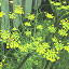 florence fennel