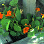 TropicanaRoses's Mailbox Garden garden