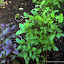 TropicanaRoses's My Savory  garden
