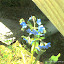 Forget me nots