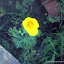 california poppies