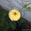 Zinnias