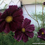 Cosmos