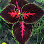 Coleus