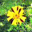 Pin-striped Marigold Seeds