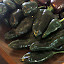 Poblano Seeds