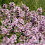 Creeping Thyme (Wild?) Seeds