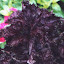 Purple Ruffles Basil Seeds