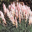 Pink Pampas Grass Seeds