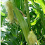 Sweet Corn Seeds