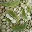 Lima Bean Seeds