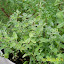 Sweet Marjoram Seeds