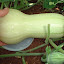 Waltham Butternut Seeds