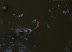 giant karp like fish eating at surface