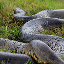 Anaconda