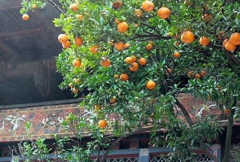 [orange-tree[3].jpg]