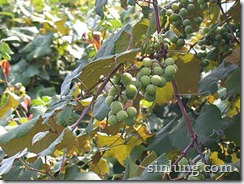 Labrusca Mizoram Grapes