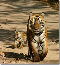 tiger in DampaTiger Reserve