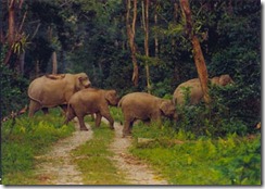 elephants-forest