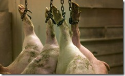 Pig-carcasses-in-abattoir