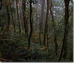 arunachal forest