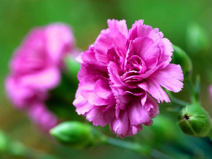 [Carnation_flower[2].jpg]