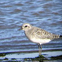 Grey plover