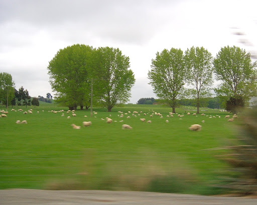 lambs