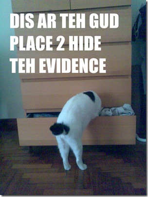 lolcat2