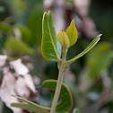 Black Mangrove