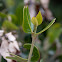 Black Mangrove