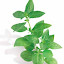 Herbs, Basil, Sweet Seeds