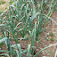 Onion, Leek, Siegfried Frost   Seeds