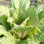 Lettuce, Romain, Bath Cos Seeds